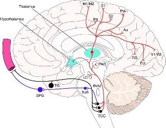 Cerebral Neurology